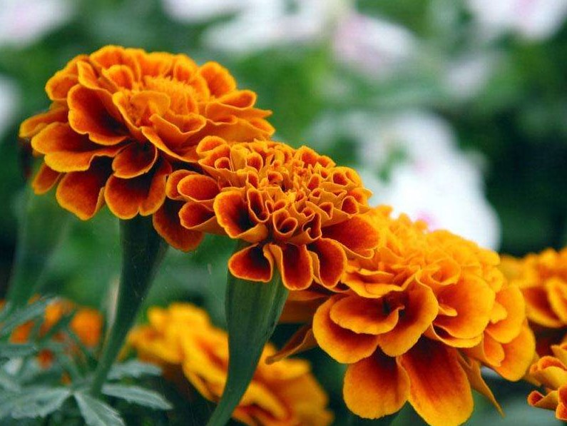 洗眼液oem代加工-它是眼睛保护神，对近视、老花、白内障特有效