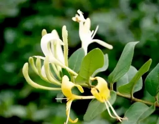 常用以下4种中药泡水喝，消炎抑菌，保护子宫健康。 